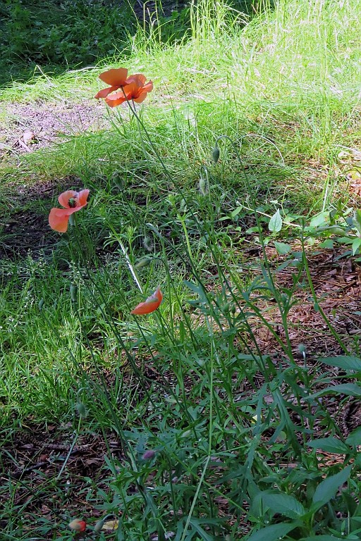 SP062016 (22).jpg